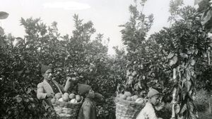 العرب هم الذين أدخلوا زراعة البرتقال إلى فلسطين
