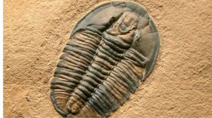 حشرات ضخمة تُسمى بـ"مفصليات الأرجل العملاقة" كانت تهيمن على بحار العالم قبل ملايين السنين