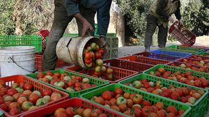 وزارة الزراعة الأردنية تقول إنها لا تستطيع فرض قيود على التصدير لـ"إسرائيل"- جيتي