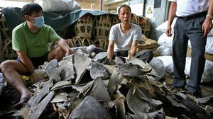 زعانف أسماك القرش معروضة للبيع في سوق بهونغ كونغ - ا ف ب
