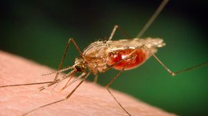 البعوضة الناقلة لمرض الملاريا - أرشيفية