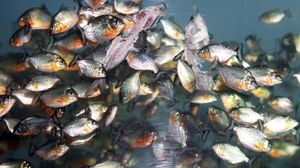 اسماك البيرانا في حوض في متنزه في جاكرتا - أ ف ب