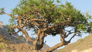 يجمع الرانتج من شجرة اللبان "بوسيليا" وتنمو في سلطنة عمان واليمن - أرشيفية