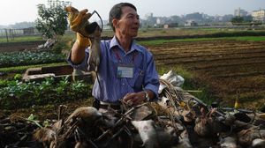 الفيتنامي تران كوانغ ثيو يعرض الجرذان في هانوي - أ ف ب
