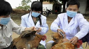 ظهرت الفيروسات الفتاكة من إنفلونزا الطيور لأول مرة في آسيا - أرشيفية