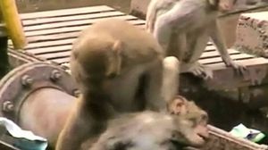 وبعد مُضي 20 دقيقة نجح القرد في إنقاذ صديقه المُصاب - يوتيوب