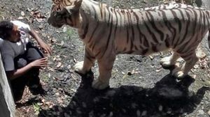 لحظات قاسية بحادثة يفترس فيها نمر هنديا بحديقة حيوانات - أرشيفية