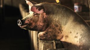 يهدف التلقيح لتخليص الخنازير من وباء إنفلونزا الخنازير - أ ف ب