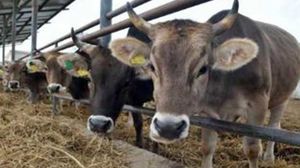 يشمل القرار حظر استيراد منتجات اللحوم والحيوانات الحية والألبان- أرشيفية 