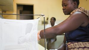 متطوعة تدخل يدها في قفص بعوض لتجربة "صابون فاسو" الذي يفترض ان يبعد هذه الحشرات الناقلة للملاريا ويح