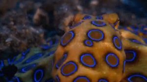 القوقعتان كانتا تحتويان على أخطبوطات من نوع أزرق الحلقات "Blue-ringed octopus"