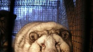 ذئب قطبي في مزرعة لتربية الحيوانات للاستفادة من فروها في فنلندا