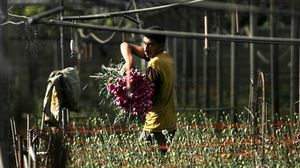 يشتهر قطاع غزة بزراعته ورود القرنفل الحمراء اللون - أرشيفية