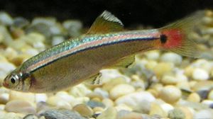 سمكة المنوة تسمى أيضا سمكة الشوب النهرية في أوريغون - أرشيفية