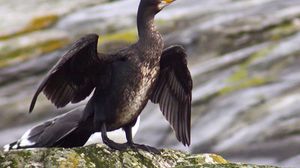 تعيش طيور الغاق البحرية على جزيرة صغيرة في أوريغون - أرشيفية