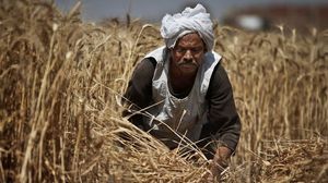 القاهرة رفضت رسميا شحنة من القمح الروسي- أرشيفية