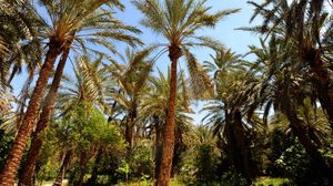 أشجار نخيل تونسية غرب البلاد - أ ف ب