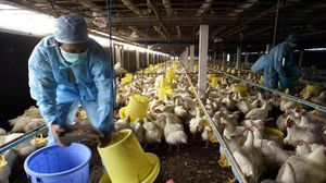 أعدمت السلطات العراقية في حزيران/ يونيو الماضي ملايين الحيوانات الداجنة إثر تفشي فيروس إنفلونزا الطيور- أ ف ب 