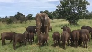 صداقة من نوع غريب بين الفيل وقطيع الثيران - (يوتيوب)
