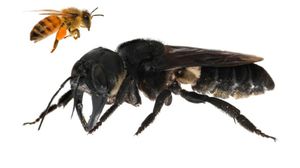 اكتشف النحل العملاق في 1858- أ ف ب