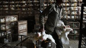 السعودية: "H5N8" عترة تصيب الطيور فقط ولا تنتقل إلى الإنسان ولا تشكل خطرا على الصحة العامة- جيتي 