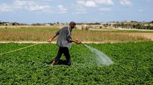 الزراعة أراضي فلسطينية فلسطين - جيتي