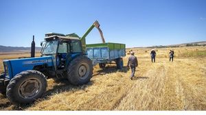 تأثر قطاع الحبوب بتونس بسبب الحرب الروسية الأوكرانية - الأناضول