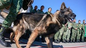 بروتيو كان واحدا من أفضل كلاب الإنقاذ المكسيكية- تويتر