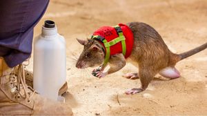 تساعد فئران الإنقاذ على الوصول إلى عالقين تحت الأنقاض - تويتر