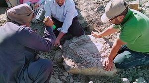  تم اكتشاف سلحفاة نهرية جانبية العنق يعود عمرها إلى أكثر من 70 مليون سنة - جامعة الوادي الجديد 