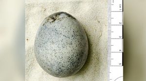  البيضة وُضعت عمدا في حفرة كانت تستخدم بئرا للتخمير
