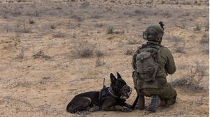 يستخدم الاحتلال كلابا مدربة في حربه على غزة- جيتي