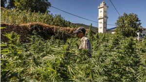 قرر المغرب في السنوات الأخيرة تشريع زراعة القنب الهندي لأغراض الصناعة والصحة - جيتي