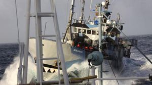 سفينة تابعة لمنظمة "سي شيبرد" تقترب من سفينة يابانية لصيد الحيتان - أ ف ب