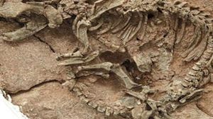 اكتشاف حفريات لأكبر ديناصور من العصر الجوراسى بالصين - (أرشيفية)