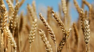 أدت ظروف القتال والظروف الجوية إلى انخفاض إنتاج القمح إلى الثلث