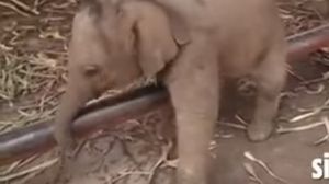 الفيل "تينا" لا يزيد عمرها عن الشهر - يوتيوب