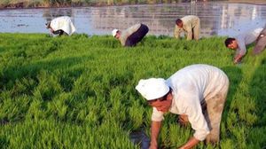 لدى مصر كميات من الأرز أكثر من احتياجاتها لكن القليل منه متاح لمن هم أشد احتياجا إليه - أرشيفية