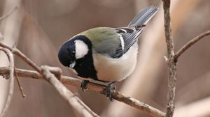 إندبندنت: دراسة تكشف عن أن طائر الكناري يصدر تغريدات تعبر عن معان مفهومة - أرشيفية