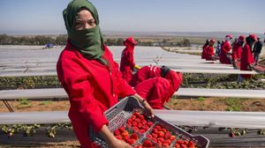 الرزاعة لم تعد القطاع الذي يؤمن أكثر عدد فرص عمل في المغرب- أ ف ب 
