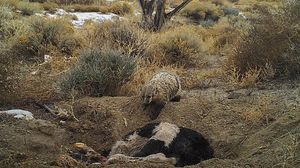 الظربان استغرق خمسة أيام لدفن البقرة- جامعة يوتا الأمريكية