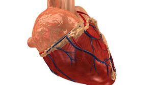 القلب البشري يزن في المتوسط 330 غراما ما يعادل وزن وعاء من المربى أو مجلة أو مضرب تنس