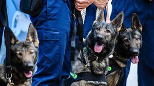 الكلاب البوليسية يتم تدريبها على شم الممنوعات والأجهزة المتفجرة- جيتي