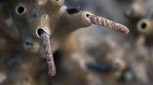 من غير المستغرب أن تعيش الديدان الأنبوبية الموجودة في أعماق خليج المكسيك أكثر من 250 سنة- اف بي ري 