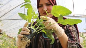 مزارعة فلسطينية تقتحم تجربة الزراعة المائية على مساحة صغيرة من الأرض (عربي21)