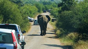 بوتسوانا تشهد وجودا كبيرا للفيلة على أراضيها- CC0