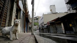 قطة في أحد شوارع وسط البلد القديمة بالعاصمة الأردنية عمّان- جيتي