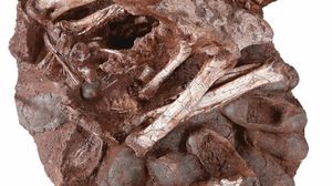 "هذه هي المرة الأولى التي يُعثر فيها على ديناصور.. جالسا على عش من البيض.. في عينة واحدة مذهلة"- متحف كارنيغي
