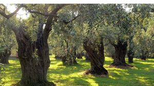 شجرة الزيتون أسهمت في بقاء الفلسطيني في وطنه وعمقت من ارتباطه بالتراب الذي احتضنها (عربي21)