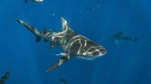 أفادت وسائل إعلام محلية بأن هجوم سمكة القرش وقع في منطقة تضم القليل من السباحين- CC0